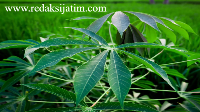 4 Manfaat Daun Singkong Untuk Kesehatan